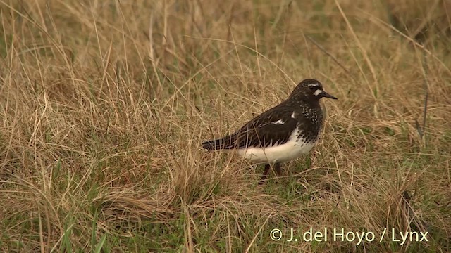 Black Turnstone - ML201454091