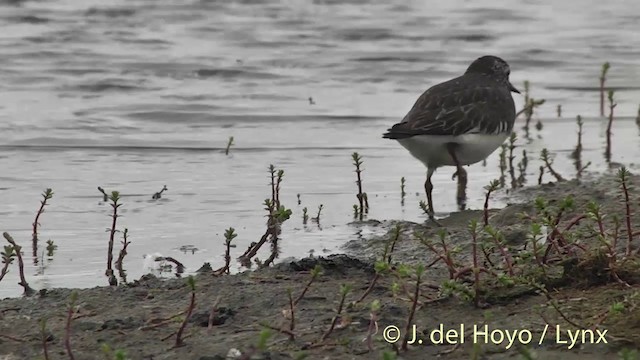 Black Turnstone - ML201454101