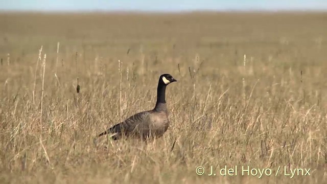 Cackling Goose (minima) - ML201454141