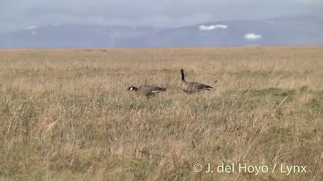 Cackling Goose (minima) - ML201454161