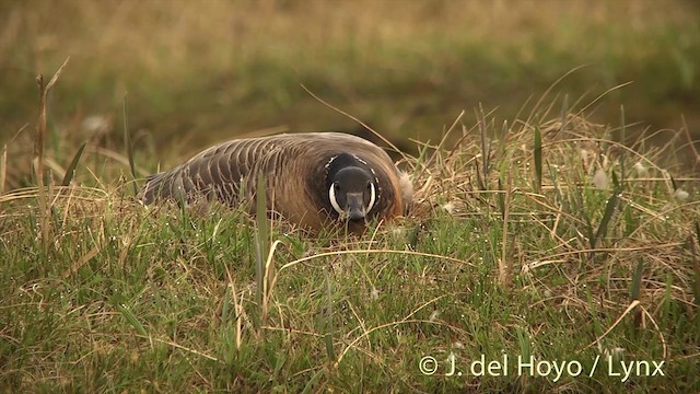 Cackling Goose (minima) - ML201454211