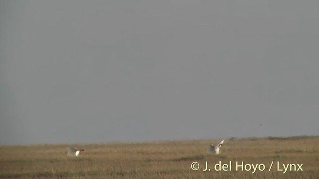 berneška malá (ssp. minima) - ML201454221