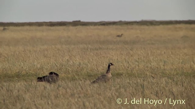 Cackling Goose (minima) - ML201454231