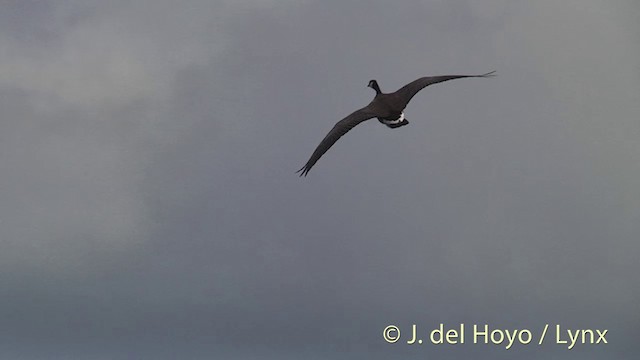 Cackling Goose (minima) - ML201454241