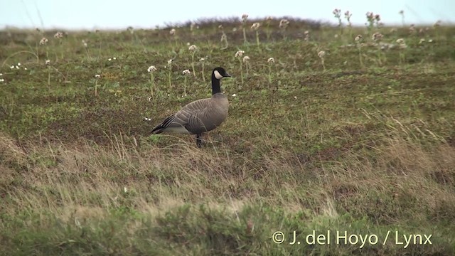 Cackling Goose (minima) - ML201454261