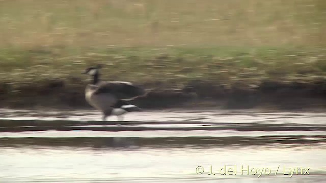 Cackling Goose (minima) - ML201454281