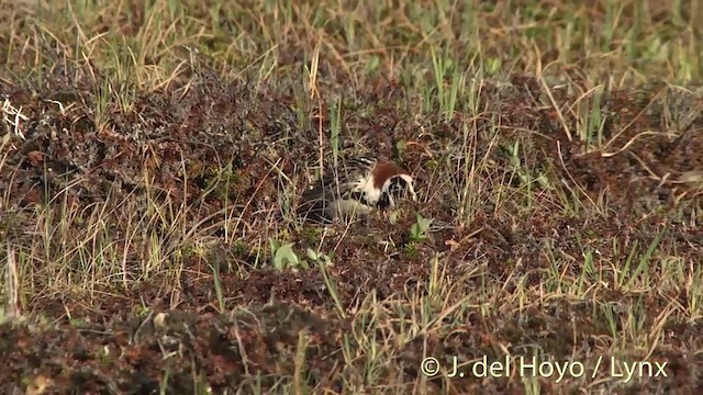 Lapland Longspur - ML201454301