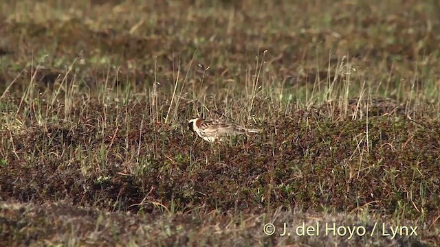 Lapland Longspur - ML201454311