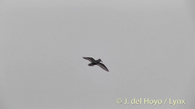 Dunlin (pacifica/arcticola) - ML201454321