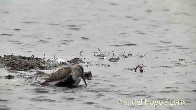 Dunlin (pacifica/arcticola) - ML201454341