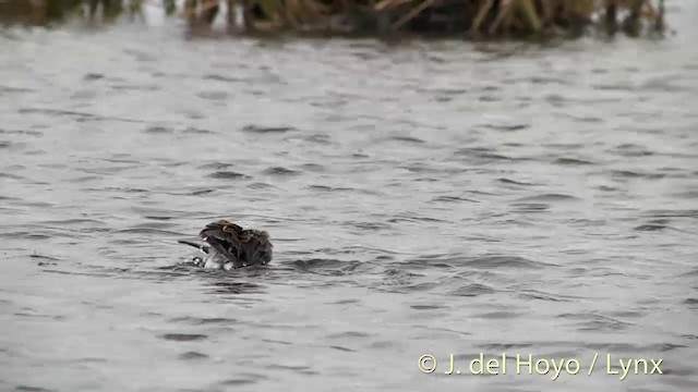 Dunlin (pacifica/arcticola) - ML201454351