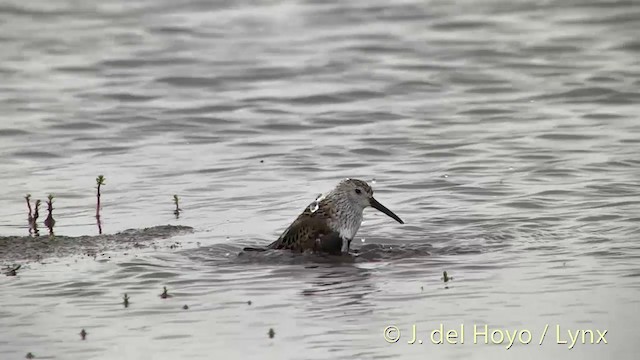 Alpenstrandläufer (pacifica/arcticola) - ML201454361