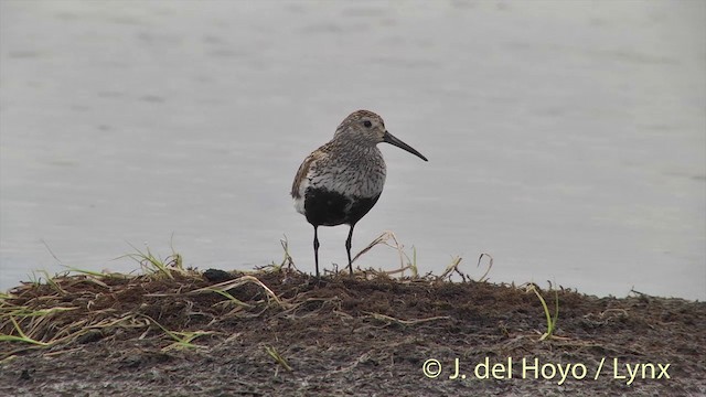 Dunlin (pacifica/arcticola) - ML201454371