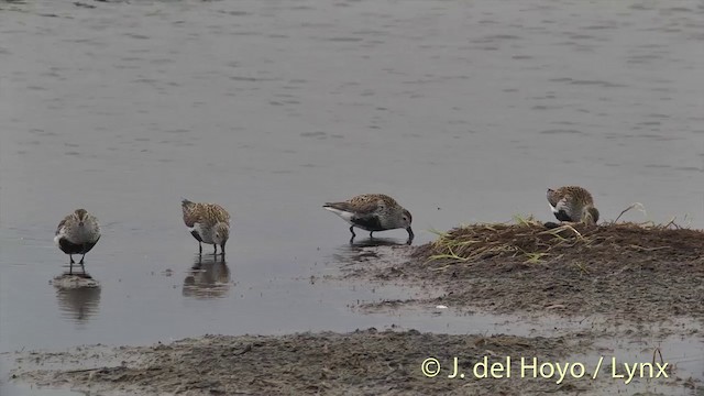 Dunlin (pacifica/arcticola) - ML201454381