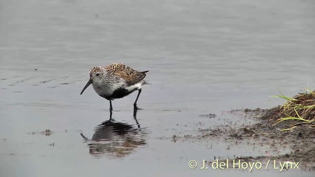 Dunlin (pacifica/arcticola) - ML201454391