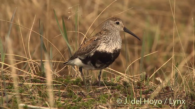 Dunlin (pacifica/arcticola) - ML201454411