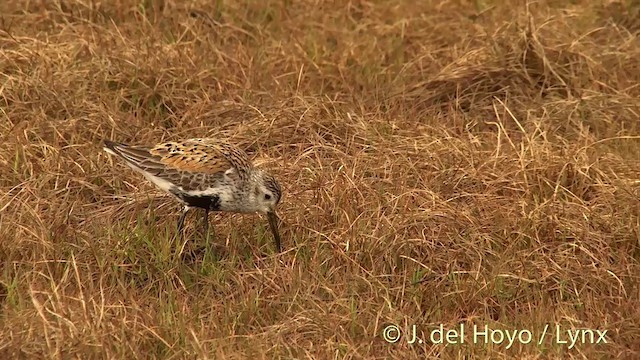 Dunlin (pacifica/arcticola) - ML201454421