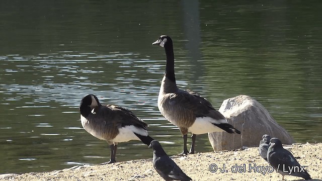 Canada Goose - ML201454471