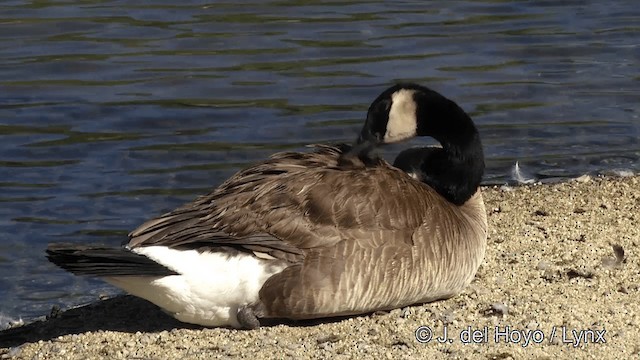 Canada Goose - ML201454531