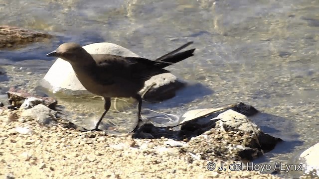 Brewer's Blackbird - ML201454581