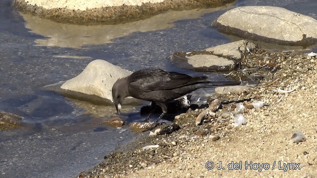 Brewer's Blackbird - ML201454591