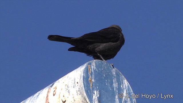 Brewer's Blackbird - ML201454601