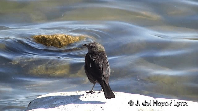 Brewer's Blackbird - ML201454611