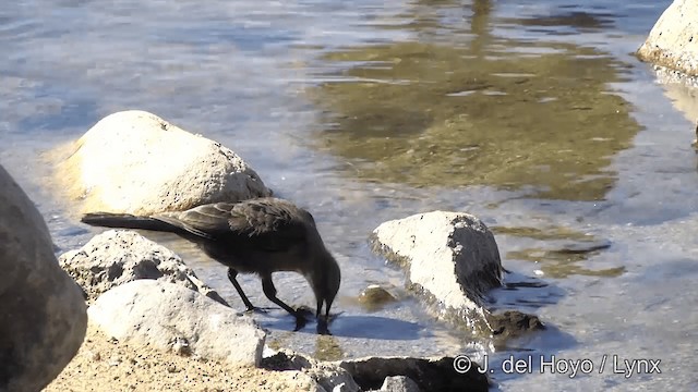 Brewer's Blackbird - ML201454621