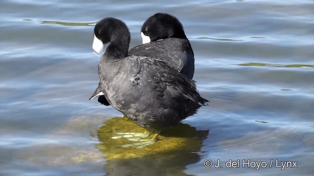 American Coot - ML201454631