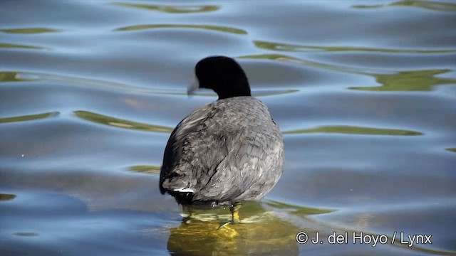 American Coot - ML201454641