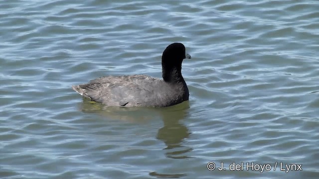 American Coot - ML201454651