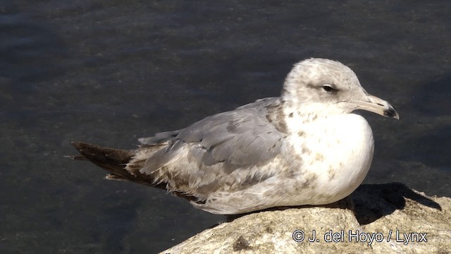 Kalifornienmöwe (californicus) - ML201454661