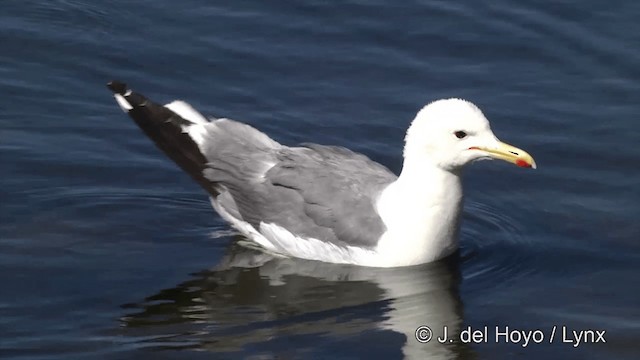 Kalifornienmöwe (californicus) - ML201454671