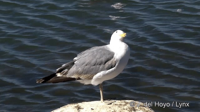 Калифорнийская чайка (californicus) - ML201454681