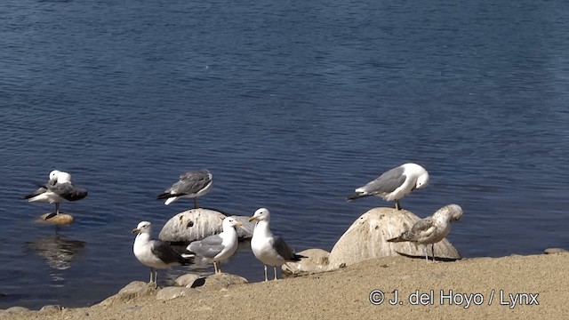 Gaviota Californiana (californicus) - ML201454691