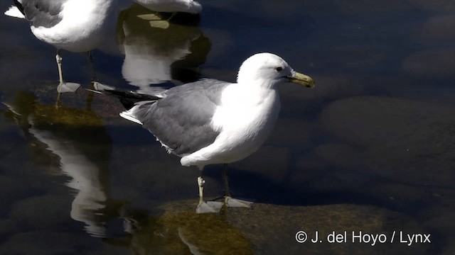 Калифорнийская чайка (californicus) - ML201454711