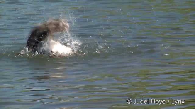 præriegråmåke (californicus) - ML201454721