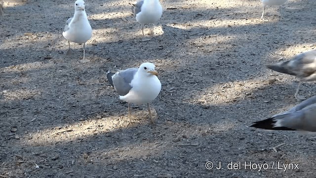 Калифорнийская чайка (californicus) - ML201454731