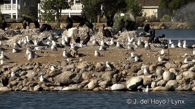 カリフォルニアカモメ（californicus） - ML201454741