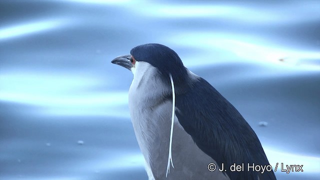 Black-crowned Night Heron (American) - ML201454781