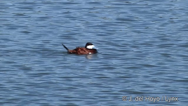 Érismature rousse - ML201454791