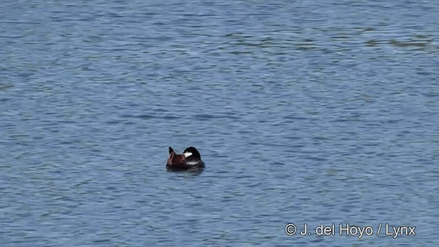 Érismature rousse - ML201454801