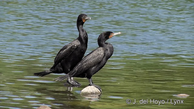 Cormoran à aigrettes - ML201454811