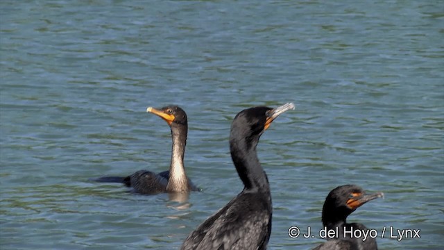 Double-crested Cormorant - ML201454821