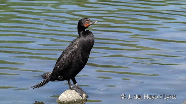 Cormoran à aigrettes - ML201454831