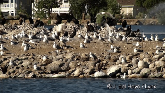 Double-crested Cormorant - ML201454841