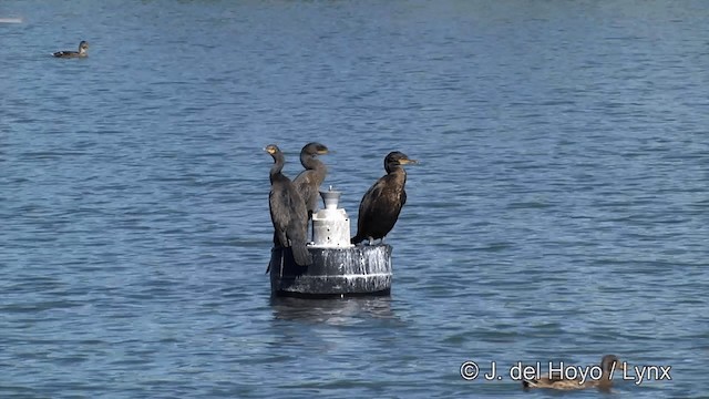 Cormoran à aigrettes - ML201454851