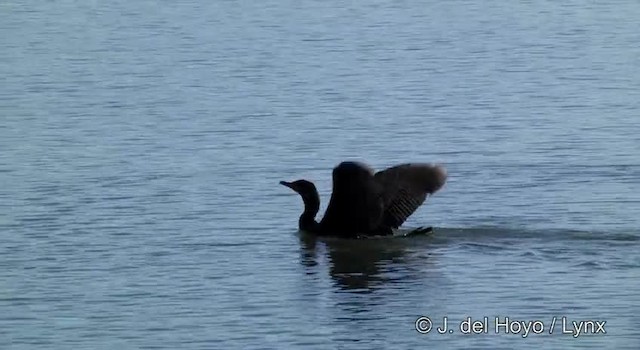 Cormoran à aigrettes - ML201454861