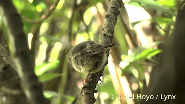 Miro mésange (groupe macrocephala) - ML201455051