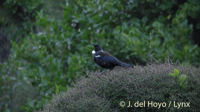 Mielero Tui - ML201455061